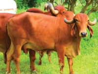 Cow-2