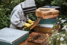 Beekeeping