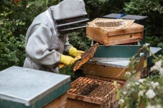 Beekeeping