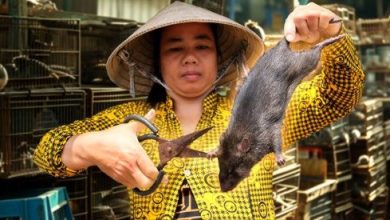 China-Rat