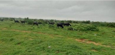 Malir-rains-TheAsiaN-1