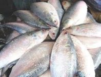Palla fish