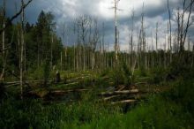 Sindh-Forest-File photo-TheAsiaN