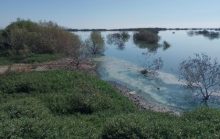 Karachi-Urban-Forest-TheAsiaN-1