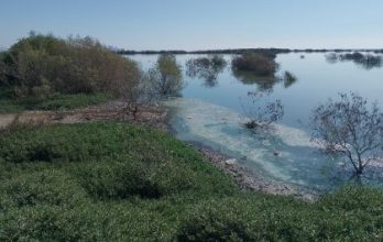 Karachi-Urban-Forest-TheAsiaN-1