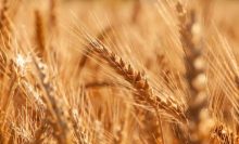 ripe-ears-wheat-are-golden-color-closeup-grain-crop-field-ready-harvest_229911-1667