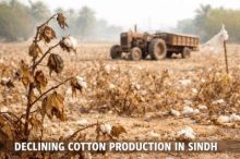 Sindh-Cotton-TheAsiaN
