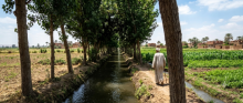 Egypt-Trees-TheAsiaN