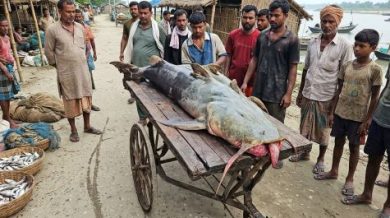 Gemini_Generated_Image_Nepal-Fish-The AsiaN