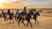Horses-Sindh-The AsiaN